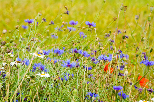 Foto: sommerwiese sommerwiese