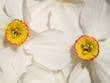 daffodil background