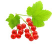branch of rype by red currant isolated