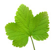 branch of rype by red currant isolated with clipping path 