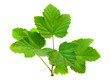 branch with leafs of red currant isolated