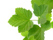 branch of rype by red currant isolated