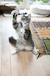 Cute cat trying to catch 