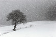 CHUTE DE NEIGE ..
