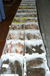 PESCA-47 PESCA-47