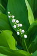 Lily of the valley flower close-up in the morning