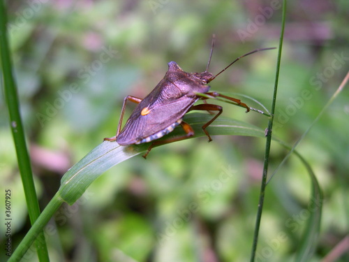 nature