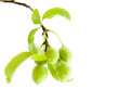 Branch green plums with leafs and drops of water