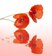 coquelicots