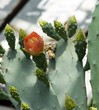 Exotische Kaktus (Nikitskiy einen botanischen Garten der Halbinsel Krim)