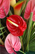 anthurium