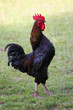 coq