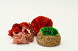 Coral & Seaweed 05