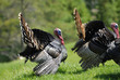 turkeys