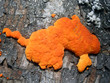 orange fungus