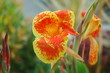 rainforest flower