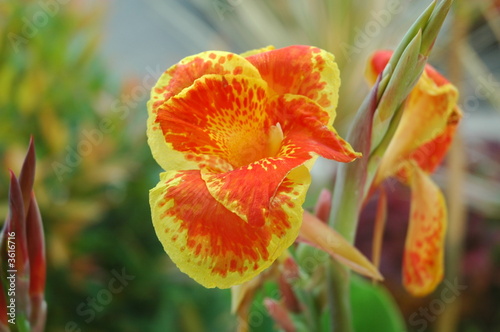 rainforest flower