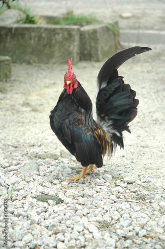 The cock xiii