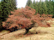 Foto: alter Baum alter Baum