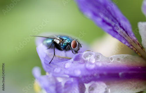 Blue Fly Insect