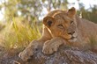 Resting lioness