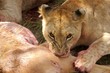 Fierce lion