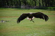 junger Seeadler