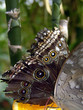 augen des schmetterlings
