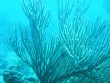 Living Corals, Islamorada, Florida/USA Living Corals, Islamorada, Florida/USA