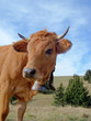 VACH 100_3016
