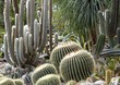 Exotische Kaktus