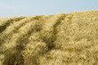 cornfield