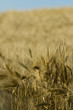 cornfield