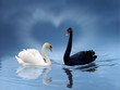 love is in the air