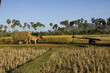 Moisson, transport du riz en charette, Kompong Chhnang, Cambodge Moisson, transport du riz en charette, Kompong Chhnang, Cambodge