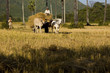 Moisson, transport du riz ,charette, Kompong Chhnang, Cambodge