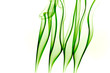 green smoke over white background resembling grass