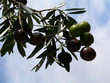 Olives