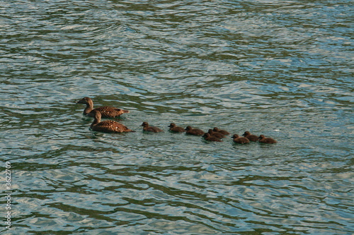 famiglia di anatre
