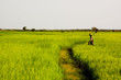 Rizières, Kompong Chhnang, Cambodge Rizières, Kompong Chhnang, Cambodge