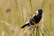 Bobolink perched in the tall grass Bobolink perched in the tall grass