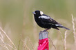 Bobolink (Dolichonyx oryzivorus) perched on a post Bobolink (Dolichonyx oryzivorus) perched on a post