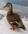 Ente