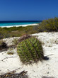 Cactus on a tropical beach with ocean in background