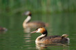 Grèbe huppé - Podiceps cristatus - Great Crested Grebe