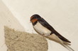 h.rustica 4