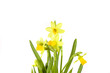 yellow spring daffodil on white background whit drops.