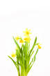 yellow spring daffodil on white background whit drops.