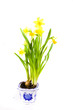 yellow spring daffodil on white background whit drops.