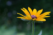 Black Eyed Susan Black Eyed Susan